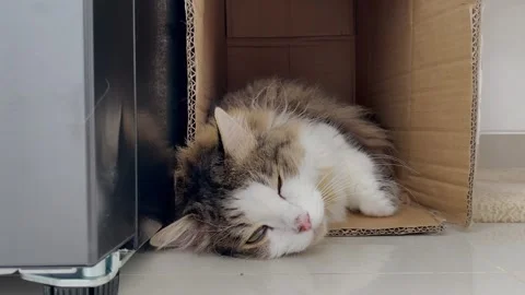 Cute cat sleeping peacefully inside a cardboard box next to a refrigerator Vídeo Stock 330514787