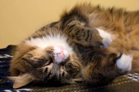 Cute cat sleeping Stock Photos