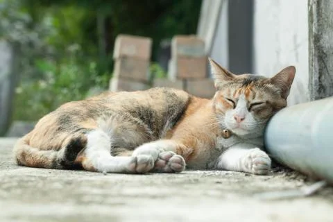 Cute cat sleeping Stock Photos