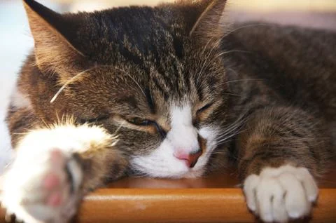 Cute cat sleeping Stock Photos