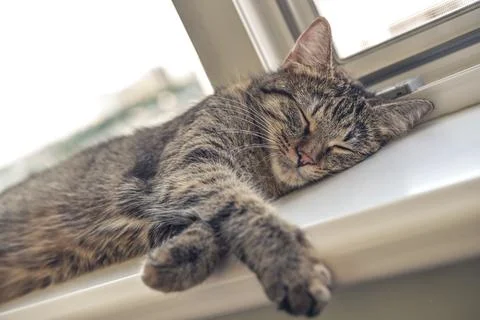 Cute cat sleeping Stock Photos