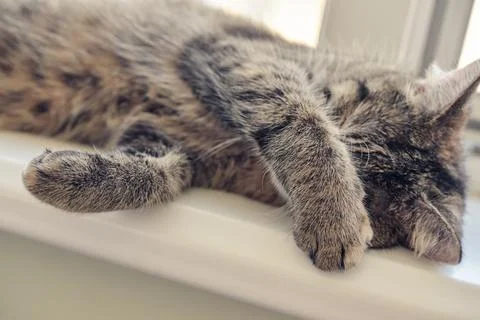 Cute cat sleeping Foto stock