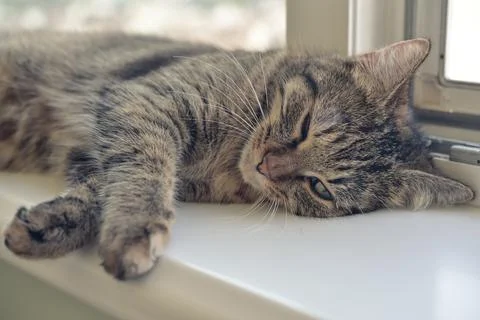Cute cat sleeping 스톡 사진