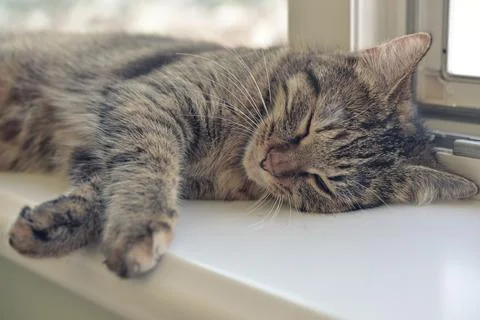 Cute cat sleeping Stock Photos