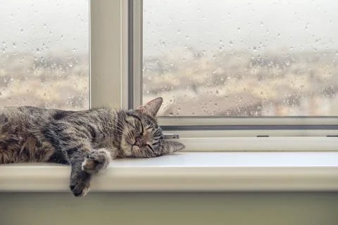 Cute cat sleeping 写真素材