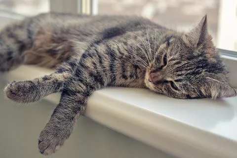 Cute cat sleeping Stock Photos