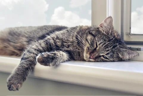Cute cat sleeping Stock Photos