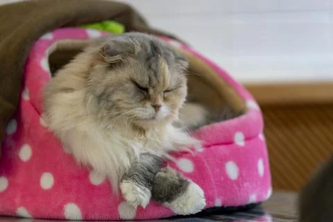 Cute cat in a sleeping position Stock Photos