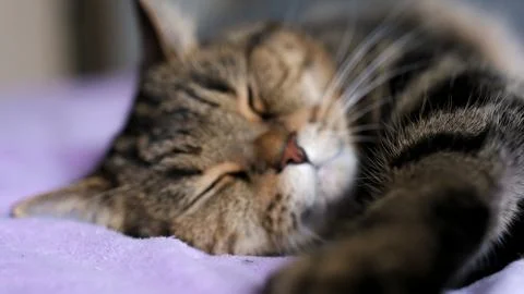 A cute cat is sleeping. Postcard, background, banner for cat Day. Stock Photos
