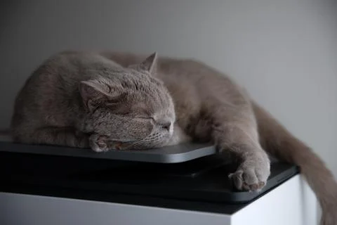 That cute cat sleeping on the printer at home. Stock Photos