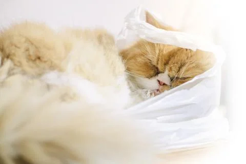 Cute cat sleeping in a sack. Foto stock