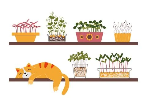 A cute cat is sleeping on a shelf next to a home kitchen garden, Microgreen.. Stock Illustration