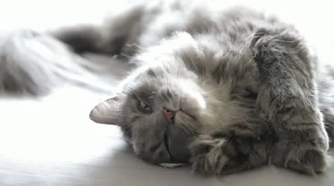 Cute Cat sleeping on side Stock Footage 11131035