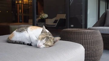 Cute Cat Sleeping on Sofa 스톡 동영상 85652159