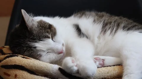 Cute cat sleeping on a soft blanket Stock Footage 345968582