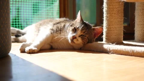 Cute cat sleeping swinging its tail Video stock 171407508