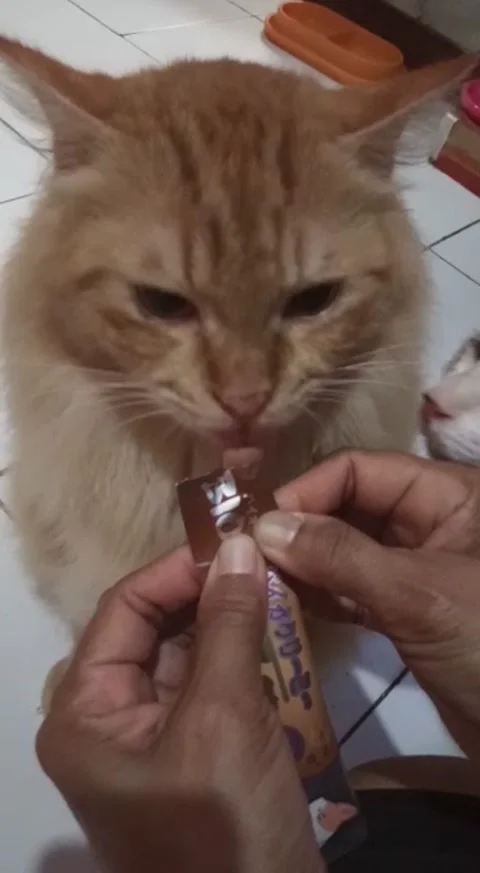 Cute Cat Snacking Stock-Footage 171556969