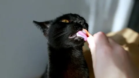 Cute cat snacks Stock Footage 302988550