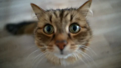 Cute cat sniffs the camera wide angle Stock Footage 128632896