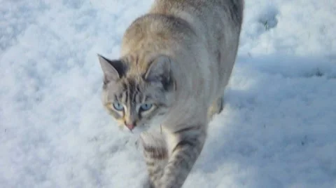 Cute Cat in the Snow Stock Footage 8777581