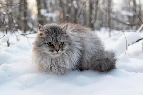 Cute cat on the snow. Stockfoto's