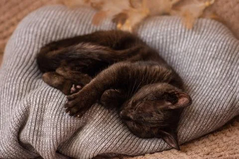 Cute cat on soft woolen sweater on sofa. Cats rest after eating at home  on s 스톡 사진
