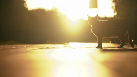 Cute cat standing silhouette in the rays of sunlight at sunset. Domestic family  Vidéo 168377205