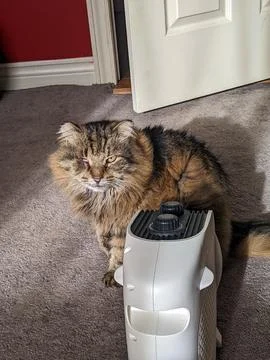 A cute cat stands in front of a heater Stock Photos