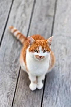 Cute cat staring into the camera Stock Photos