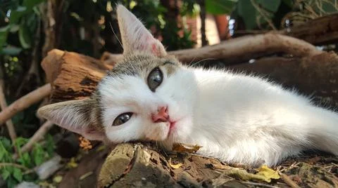 Cute cat staring at the camera. Foto stock