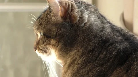 Cute cat staring into space Stock Footage 46000742