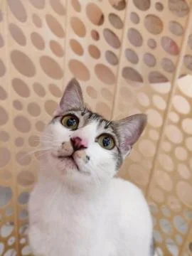 Cute cat staring towards camera with beautiful green eyes 스톡 사진