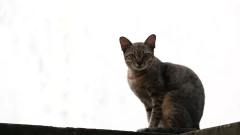Cute cat on the street. Stock Footage 144063378