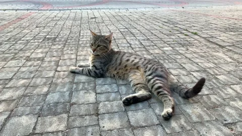 A cute cat in the street Stock Footage 171769861