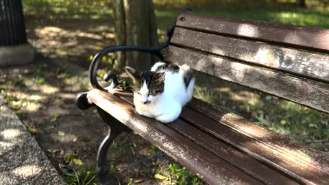 A cute cat on the street Stock Footage 293906480