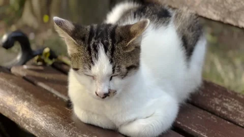 A cute cat on the street Stock Footage 293906638