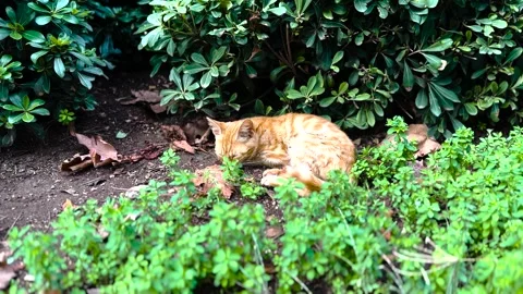 A cute cat on the street Stock Footage 293906660
