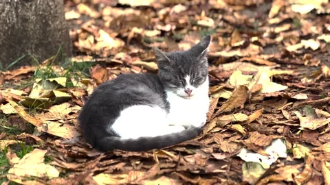 A cute cat on the street Stock Footage 293906866