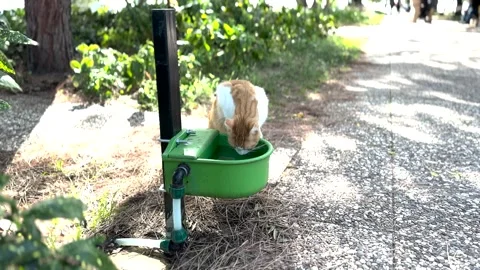 A cute cat on the street Stock Footage 293907005