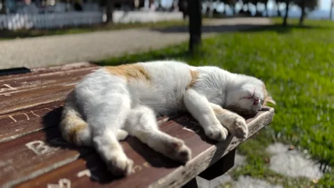 A cute cat on the street Stock Footage 293907566