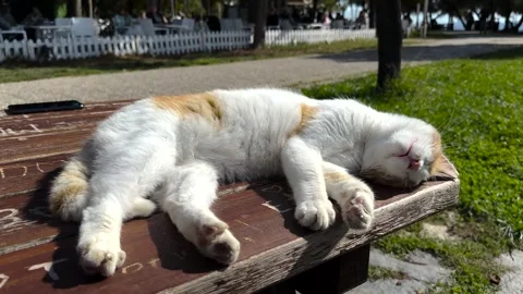 A cute cat on the street Stock Footage 293907586