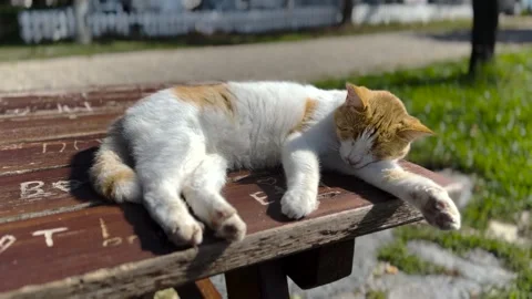 A cute cat on the street Stock Footage 293907838
