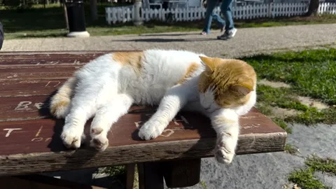 A cute cat on the street Stock Footage 293907921