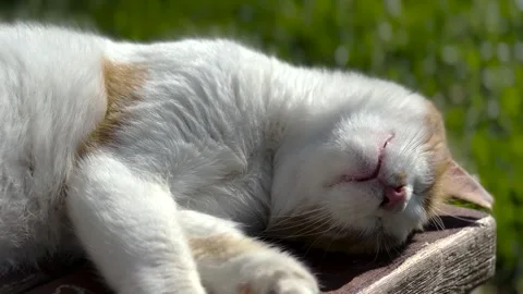 A cute cat on the street Stock Footage 293908142