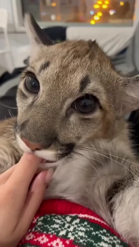 Cute cat sucking finger while purring Video stock 239349542