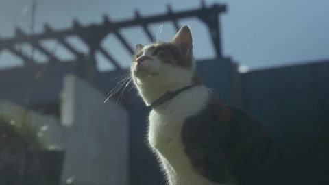 Cute cat in the Sun 動画素材 286810508