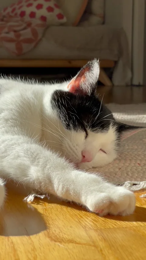Cute cat sunbathing inside Video stock 325510486