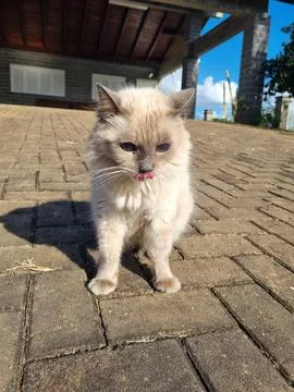 Cute cat on sunlit brick path Foto stock