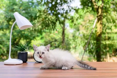 Cute cat on the table Stock Photos
