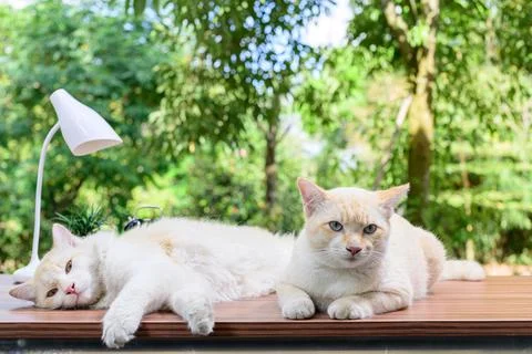 Cute cat on the table Stock Photos